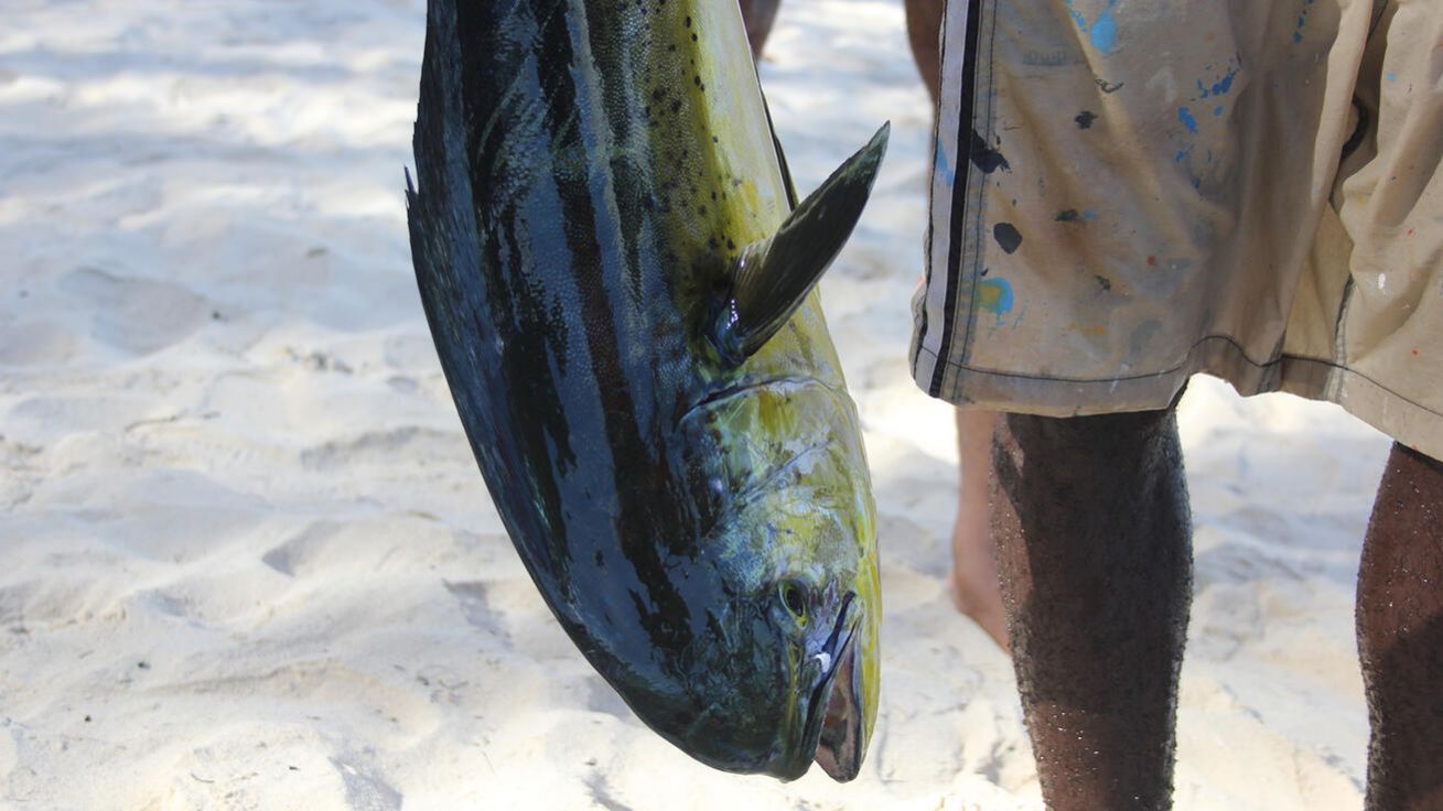 image:Image Zlak nachový, známý ve světě jako mahi-mahi, ulovený místními rybáři je oblíbenou rybou. Není cítit rybinou, jeho maso připomíná drůbeží.