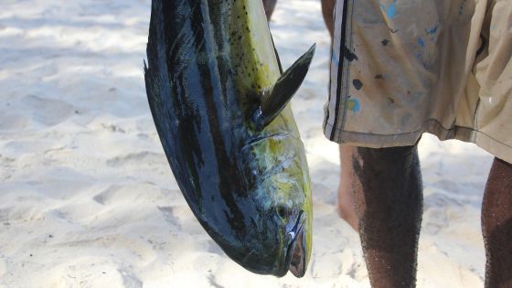 image:Image Zlak nachový, známý ve světě jako mahi-mahi, ulovený místními rybáři je oblíbenou rybou. Není cítit rybinou, jeho maso připomíná drůbeží.