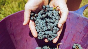 Jak voní víno? Prací a radostí image:Image Jak voní víno? Prací a radostí