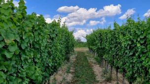 Zachovat jen to dobré, co v nás zraje image:Image Zachovat jen to dobré, co v nás zraje