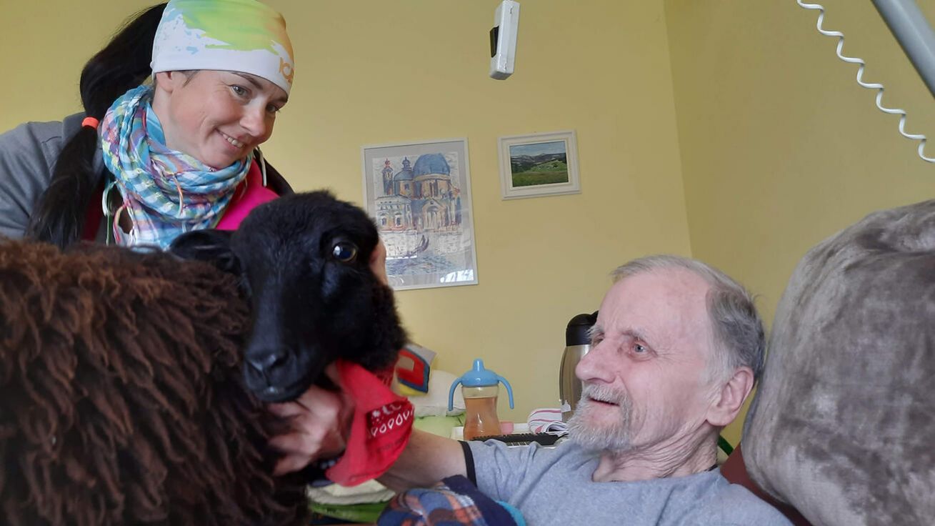 image:Image Jedním z desítek hospiců v ČR je Hospic sv. Štěpána v Litoměřicích, který pro klienty připravuje řadu aktivit, včetně netradičních návštěv, jako je ovečka Bětka nebo králík ušatý, kteří umí rozptýlit a potěšit.