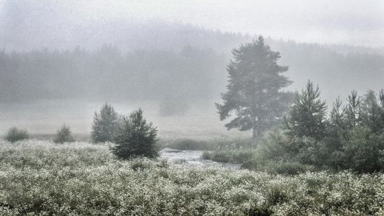 image:Image U řeky Křemelné na Šumavě