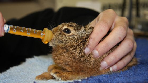 image:Image Ne každé zdánlivě opuštěné mládě potřebuje lidskou pomoc. Rozlišit to pomohou odborníci ze záchranných stanic, kteří umí zvířatům dát patřičnou péči.