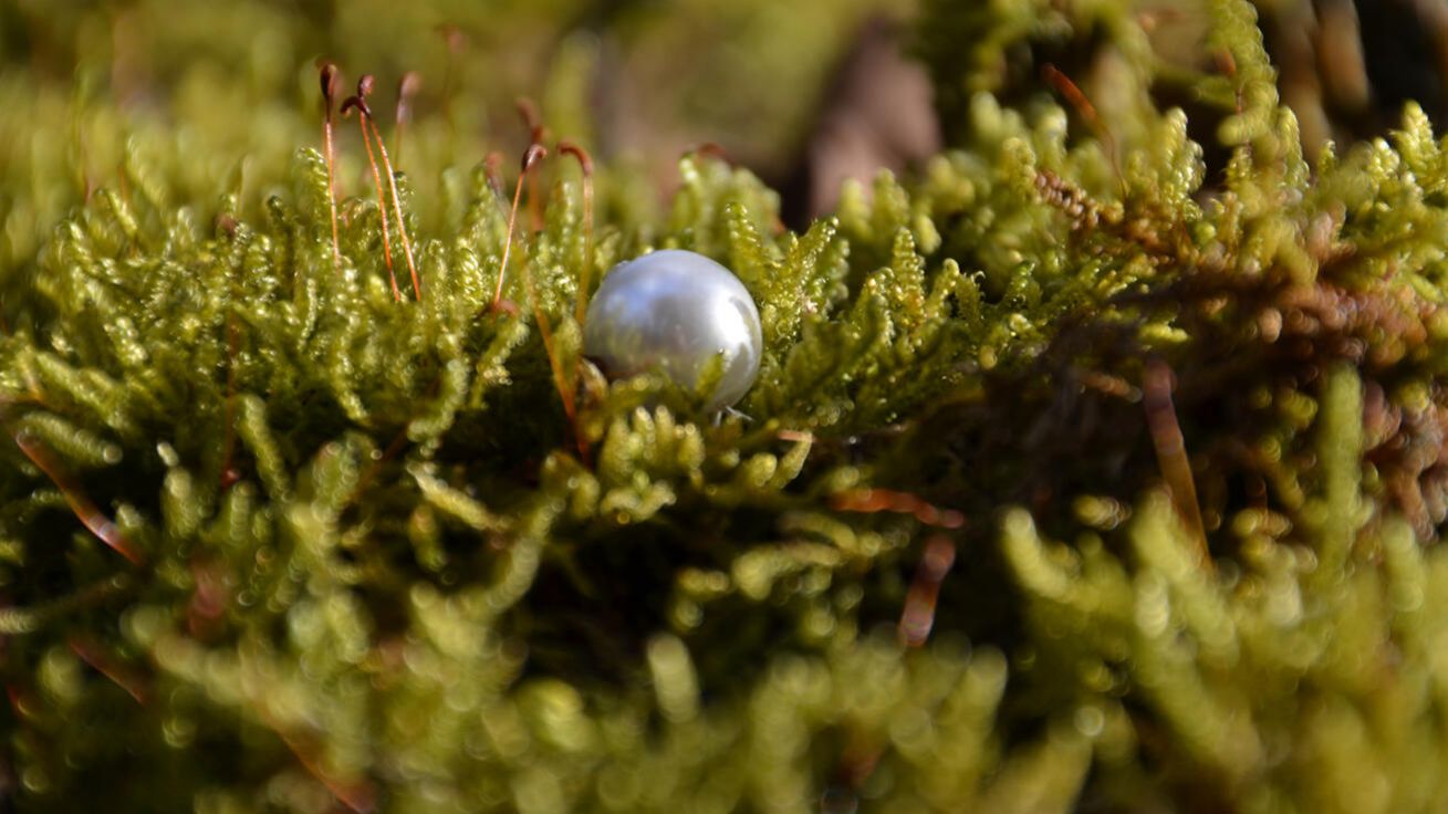 image:Image Hledejme drahocennou perlu nebeského království.