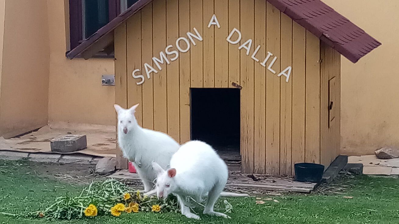 image:Image Klokánci Samson a Dalila na farní zahradě v Protivanově.