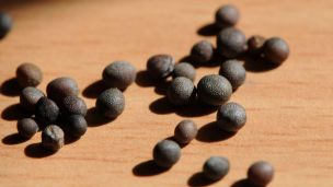 image:Image O skryté síle hořčičného zrnka