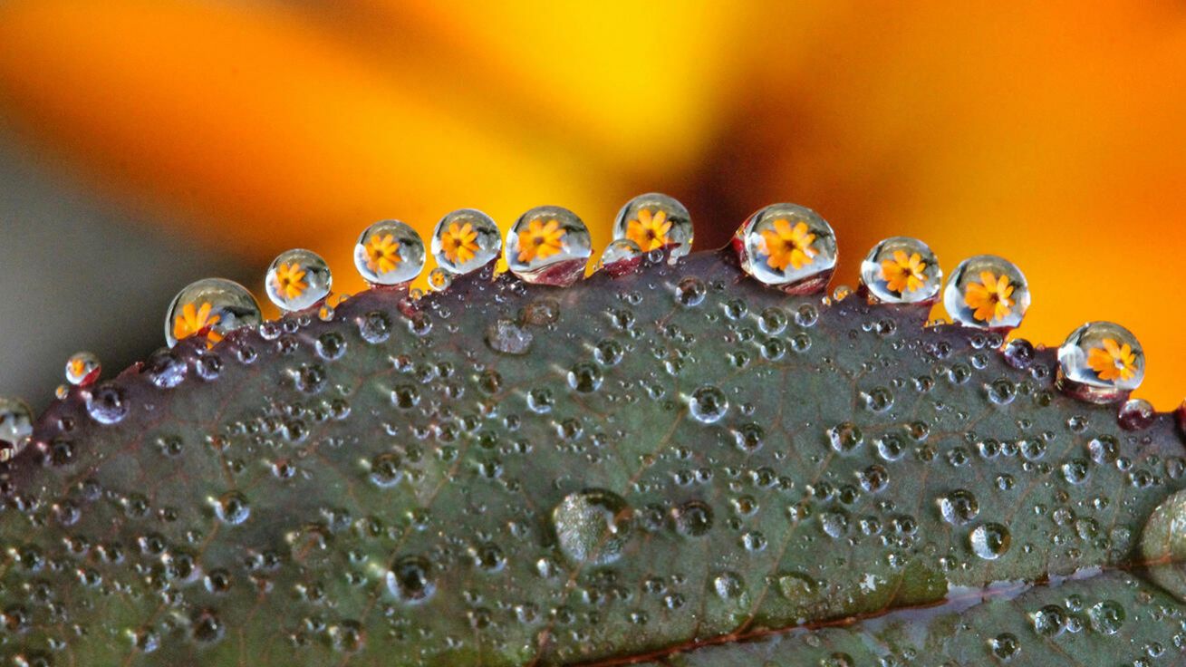 image:Image Sv. František z Assisi zapojil do svého chvalozpěvu celé tvorstvo. A velký teolog a Františkův žák sv. Bonaventura nám o tom podává zprávu.