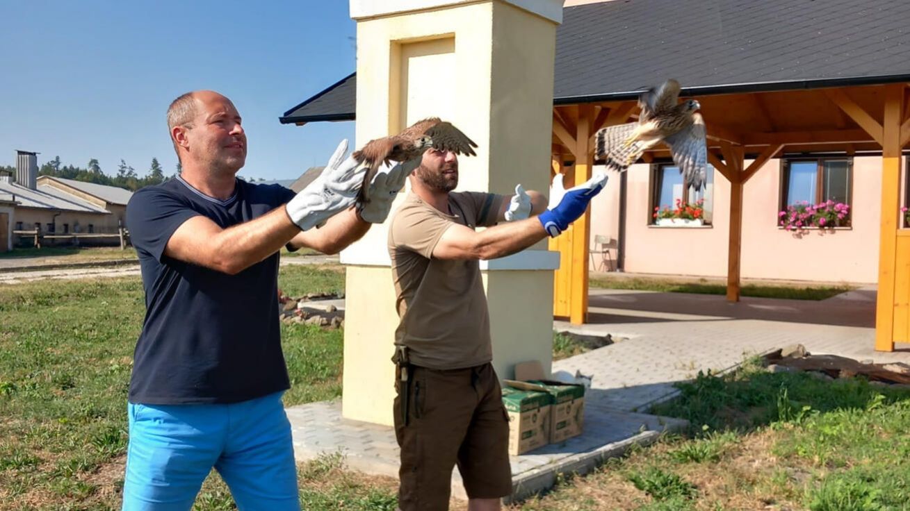 image:Image Vypouštění poštolek v Bílčicích.