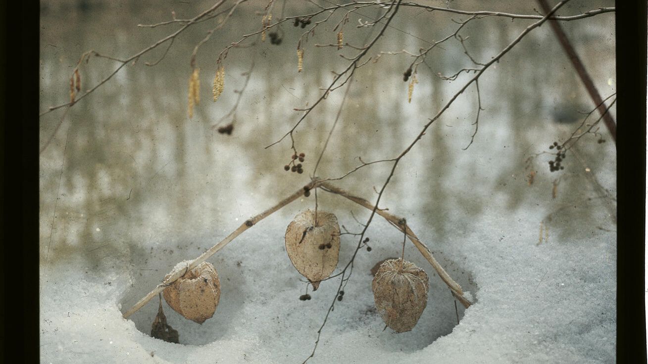 image:Image Krása Božího stvoření.