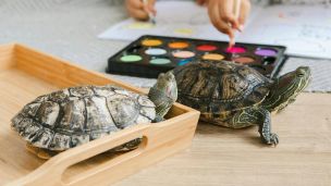 Čím může inspirovat želva? image:Image Čím může inspirovat želva?