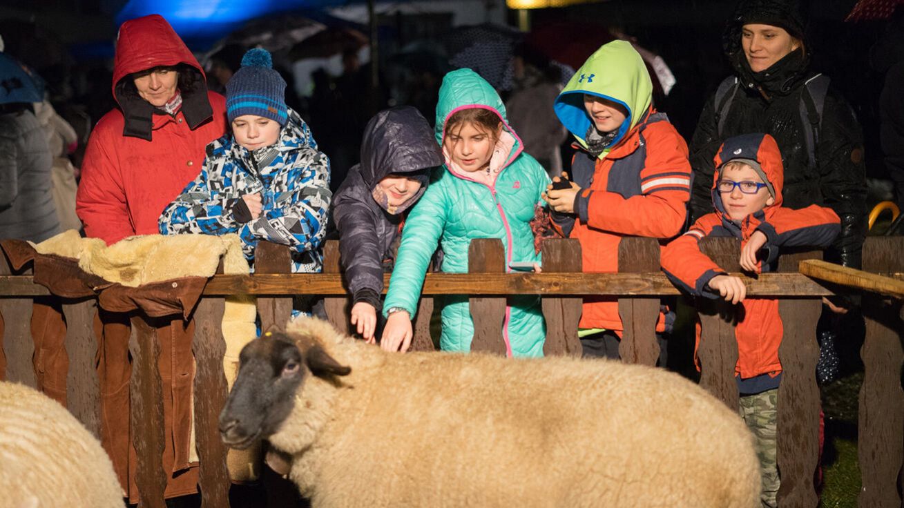 Živá zvířata mají u nejmenších návštěvníků milovického betléma vždy velký úspěch. image:Image Živá zvířata mají u nejmenších návštěvníků milovického betléma vždy velký úspěch.