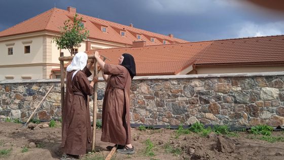 image:Image Sázení okrasných třešní u bytového domu, léto 2025.