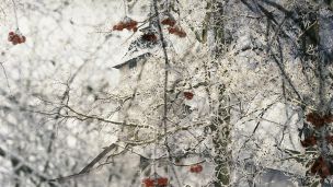 Když mě ráno štípe mráz do nosu image:Image Když mě ráno štípe mráz do nosu