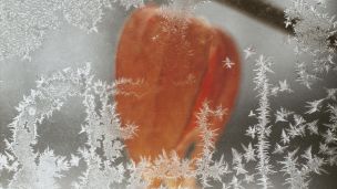 Radost, kterou nelze vzít image:Image Radost, kterou nelze vzít