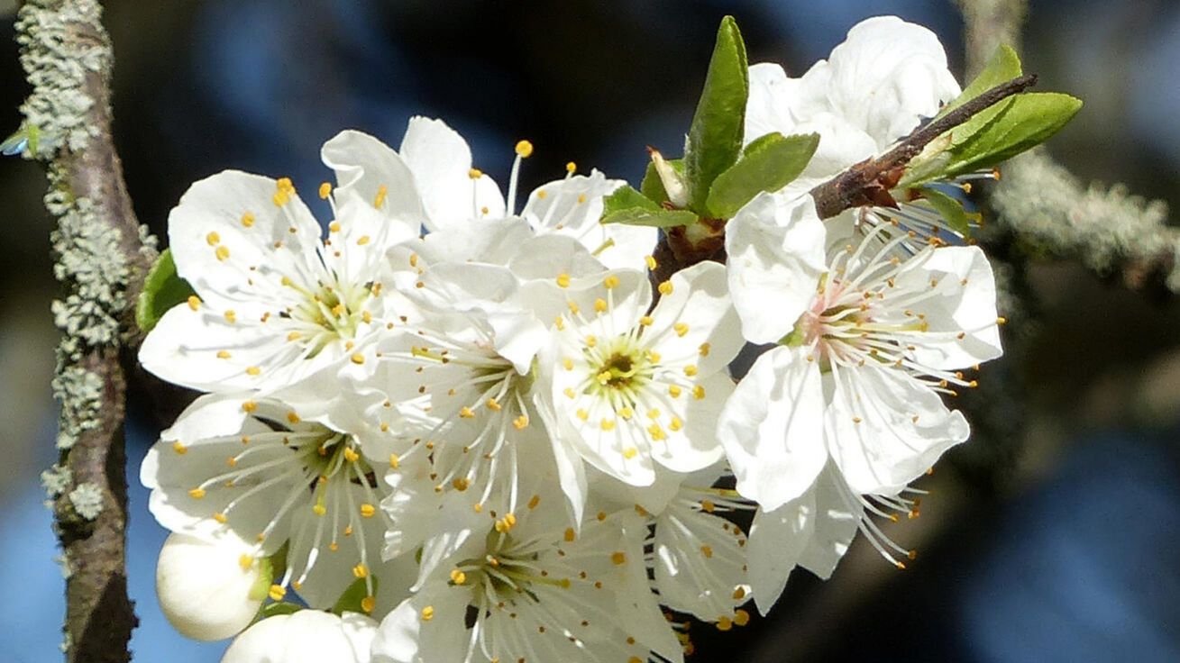 image:Image Teolog Pavel Hošek nazývá krásu „pátým evangeliem“.