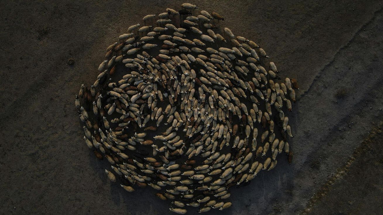 image:Image „My nestavíme ohrady, my kopeme studny. Když ovce vědí, kde je zdroj vody, kam by utíkaly?“ cituje Pavel Hošek farmářskou zkušenost a vztahuje ji i na církev.