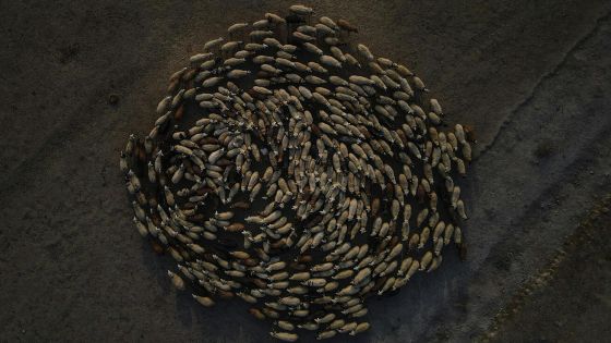 image:Image „My nestavíme ohrady, my kopeme studny. Když ovce vědí, kde je zdroj vody, kam by utíkaly?“ cituje Pavel Hošek farmářskou zkušenost a vztahuje ji i na církev.